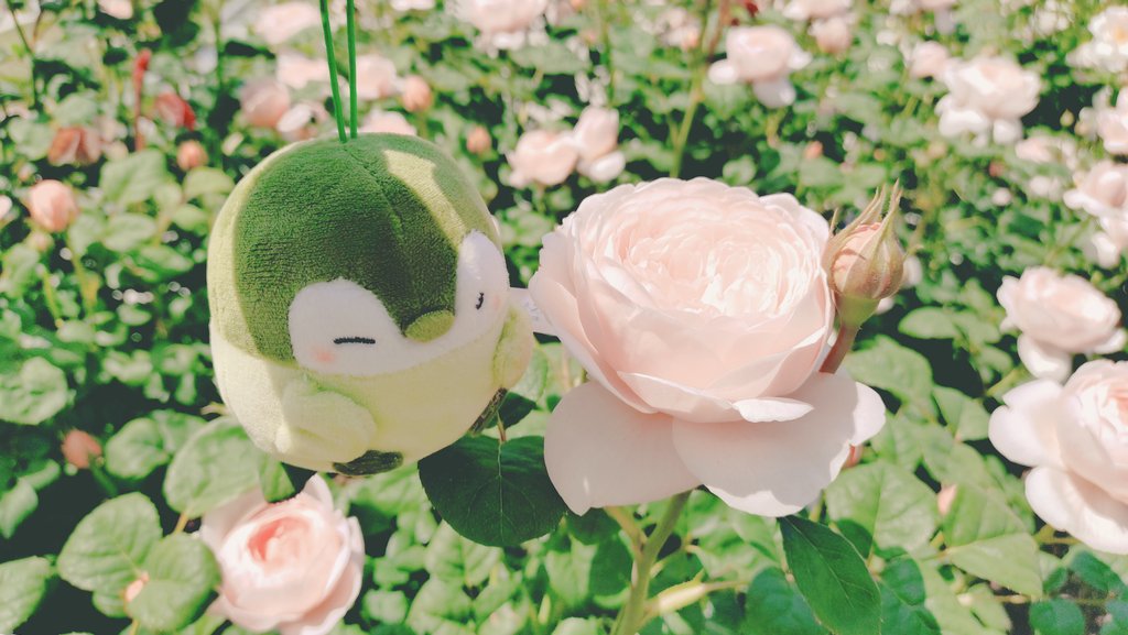 HIMU70096862's tweet photo. わたしも我が家のコウペンちゃんとゴールデンウィークのキラキラ探し行ってきた(∩´∀｀)∩ﾜｰｲ
とってもいい香りなものだなぁ🐧🍀
ちょうど見頃でよかったね、またいろんなキラキラ見つけに行こうね☺️
#中之島バラ園 https://t.co/O15ymV1NZO