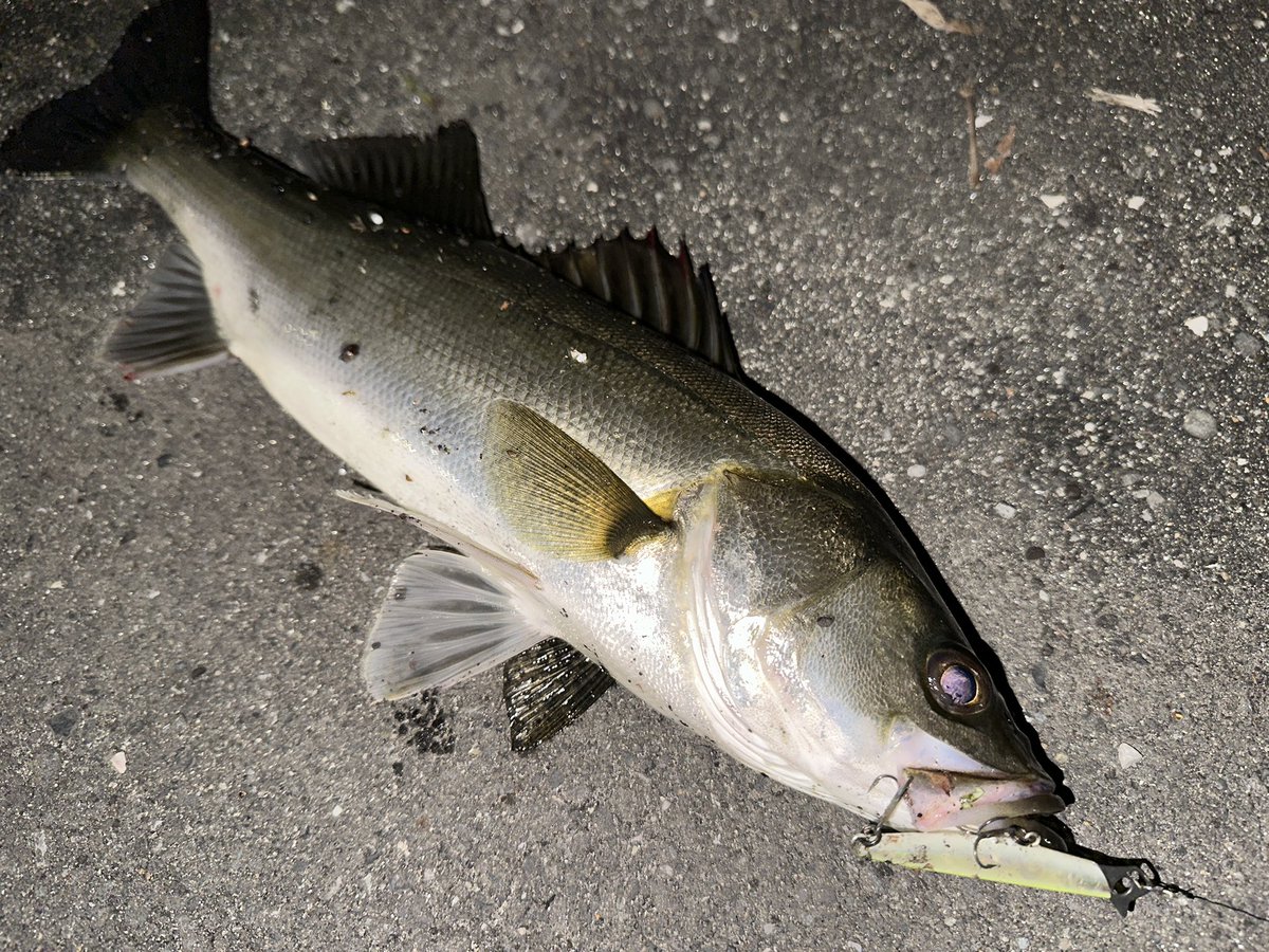 Isfne0523sho's tweet photo. 港湾バチ遊び
#ダイワ
#Daiwa
#シーバス
#東京湾奥
#湾奥シーバス
#morethanbranzino
#22EXIST PC LT3000
#EXIST
#PR
#キャロット72s
#スイッチヒッタースリムDH https://t.co/EHZFpSGczT