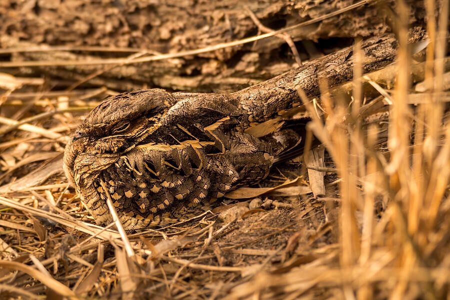 DebraMartz's tweet photo. 'Common Pauraque Snug In Its Surroundings' @Debra Martz
Photographed in Estero Llano Grande State Park, Texas, in February
https://t.co/PMjNV1rJyJ
#CommonPauraque #Pauraque #Nightjar #bird #birds #aves #avian #BirdLovers #featheredFriends #ornithology #photography #BuyIntoArt https://t.co/7VZGzlhym9