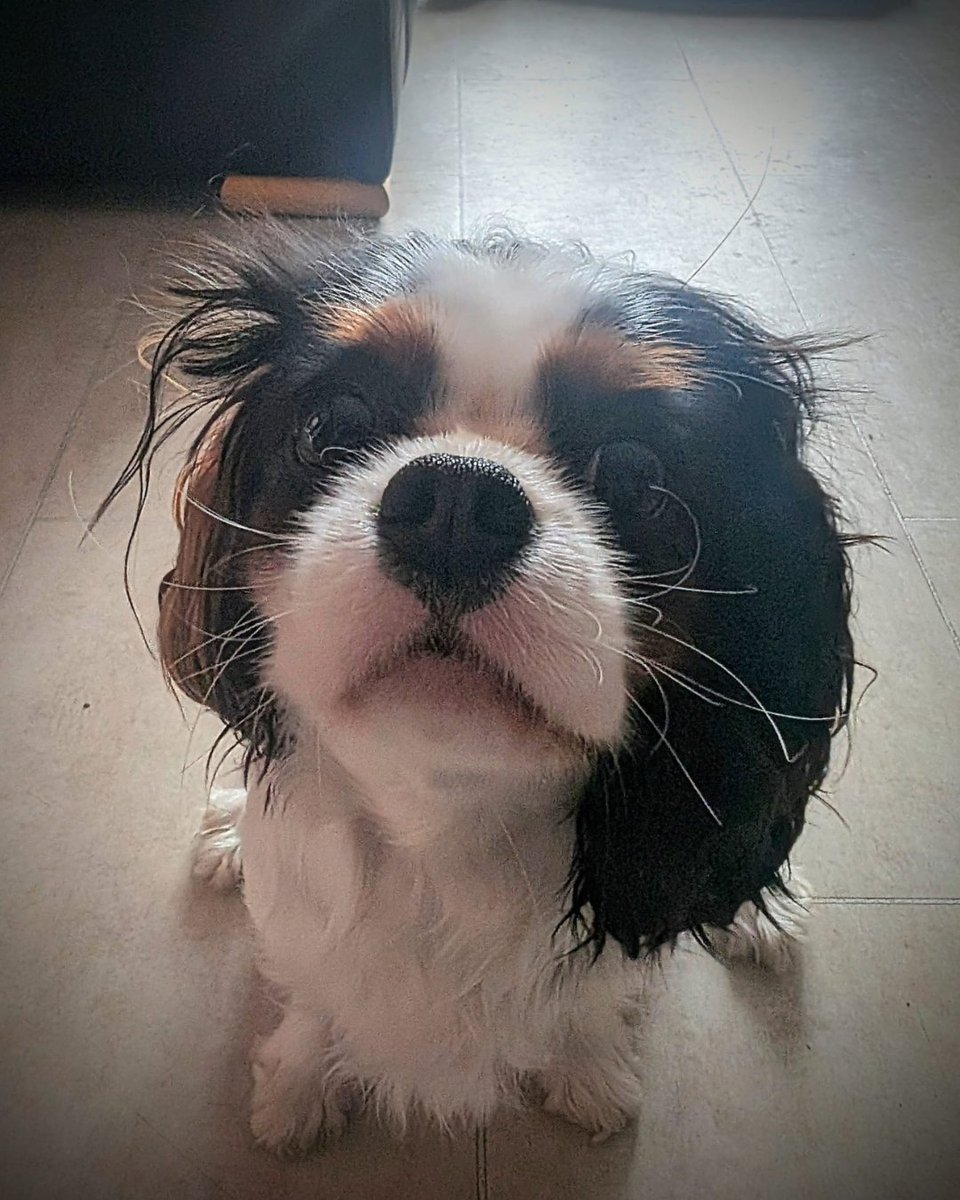 Nose to Trail tweet media