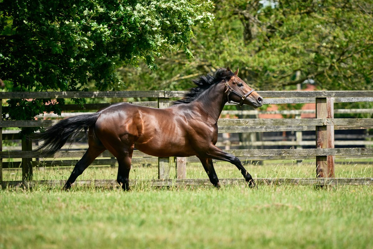 The National Stud (@natstudstallion) on Twitter photo 💥NEW winner for LOPE Y FERNANDEZ💥
🥇𝗦𝗮𝘂𝗰𝘆 𝗝𝗮𝗻𝗲 made all <a href="/Beverley_Races/">Beverley Racecourse</a> to win decisively by 4L under <a href="/samjock22/">Sam James</a>. It was an impressive performance on her second start from a tough draw.
Congratulations trainer @Jmorelandracing & Owner <a href="/NBradleyRacing/">Nick Bradley Racing</a>👏
#LYF #winner 💥NEW winner for LOPE Y FERNANDEZ💥
🥇𝗦𝗮𝘂𝗰𝘆 𝗝𝗮𝗻𝗲 made all <a href="/Beverley_Races/">Beverley Racecourse</a> to win decisively by 4L under <a href="/samjock22/">Sam James</a>. It was an impressive performance on her second start from a tough draw.
Congratulations trainer @Jmorelandracing & Owner <a href="/NBradleyRacing/">Nick Bradley Racing</a>👏
#LYF #winner