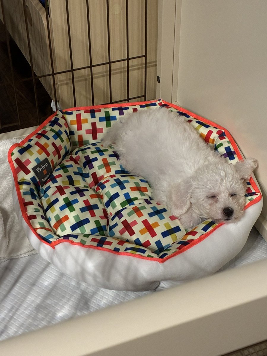 やはり犬を飼った