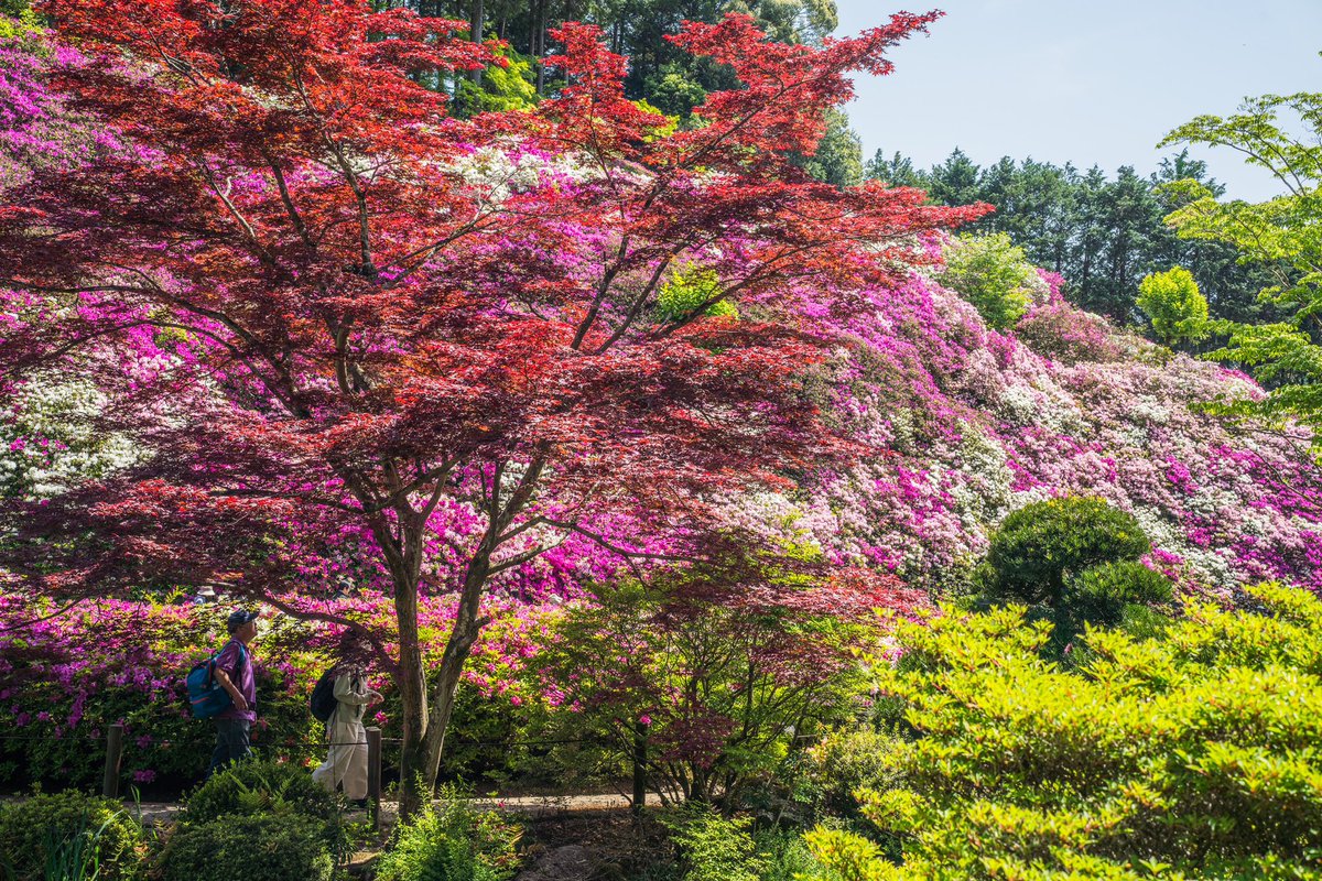 PhotoShogo's tweet photo. Kyoto Photo
#京都府 #三室戸寺 #宇治市 #東寺
#東京カメラ部 #福岡カメラ部 
#tokyocameraclub
#fukuoka_cameraclub
#ファインダー越しの私の世界
#被写体募集中 #額装のない写真展
#a7R3 #sony #キリトリセカイ
#カメラ好きな人と繋がりたい https://t.co/d20b2djZn2