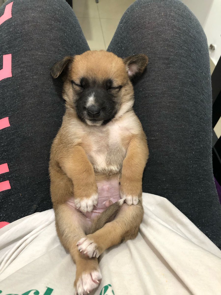 patitasdelsurr's tweet photo. Hola! Soy Toto🐶 Tengo aprox 40 días y busco una familia que me de mucho amor. No estoy vacunado, pero si desparasitado. Me encanta dar besos, dormir acompañado y jugar muucho. Como muy bien y estoy aprendiendo a quedarme solito Me das la oportunidad de ser parte de tu familia?🙏🏼 https://t.co/6m9d0vNPaS