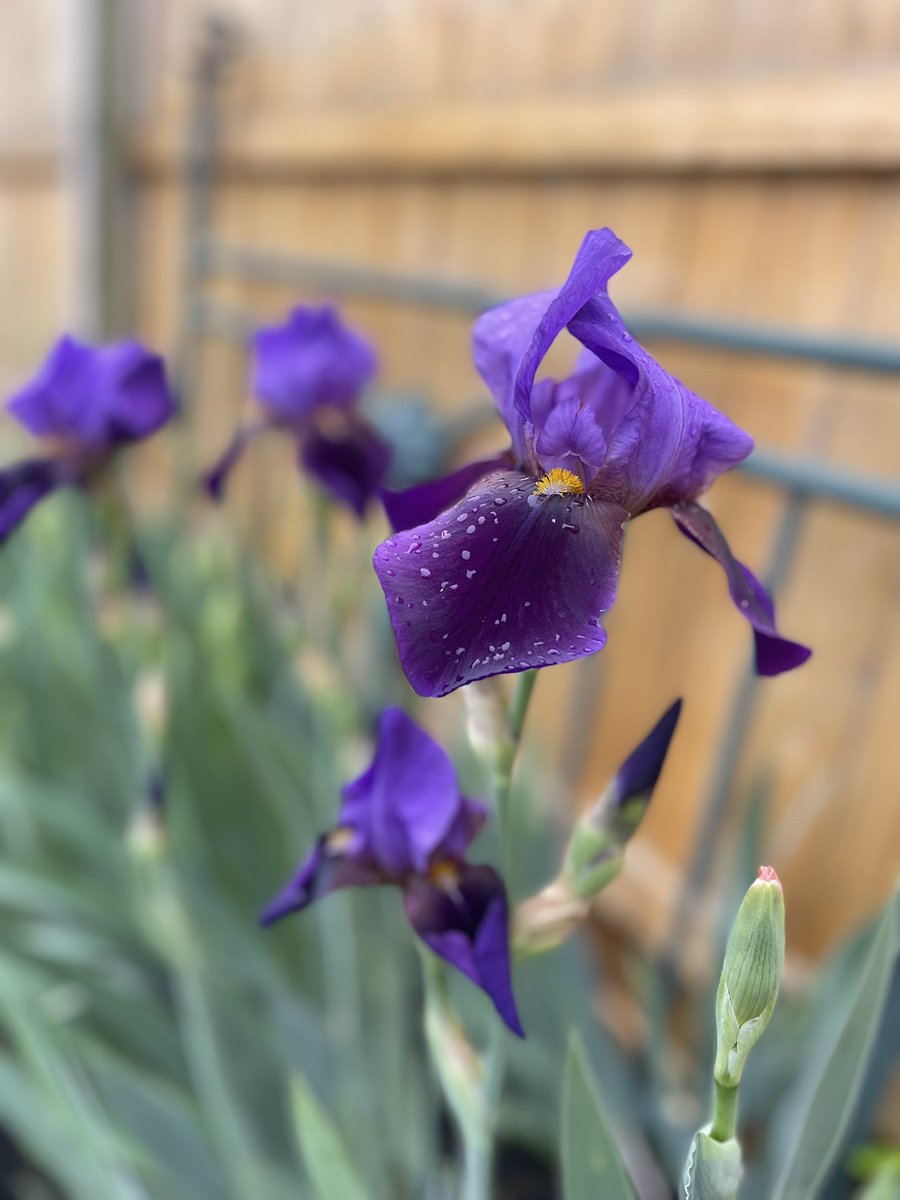 CheriTag1's tweet photo. Irises

Vincent van Gogh painted Irises (1889) the year before his death at an asylum in France. The white Iris could be viewed as a representation of the artist’s loneliness, his unique style, or a fascination with idiosyncrasies in nature. Although Van Gogh viewed the painting as a study, it is considered one of his most renowned works. My iris bed has awoken!