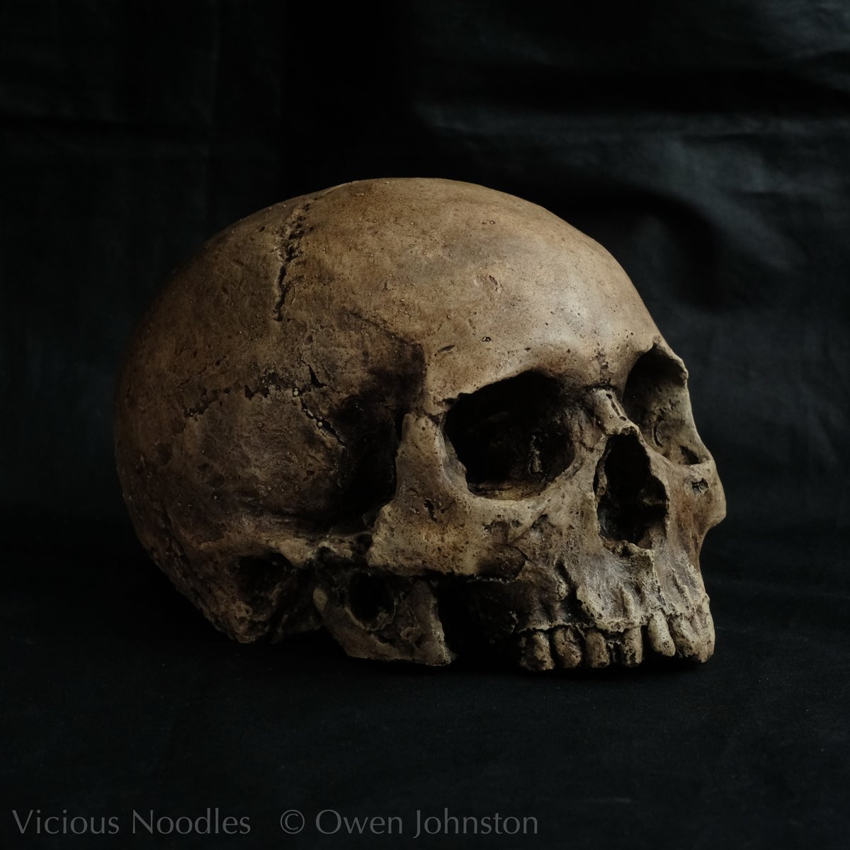 Handmade replica #skull from viciousnoodles.com, international postage from UK. I also have a similar range in my Etsy shop. #ReplicaSkull #GothicHomeDecor #HumanSkull #MacabreArt #halloween #fossil #StillLifePhotography #DarkAcademia #MementoMori