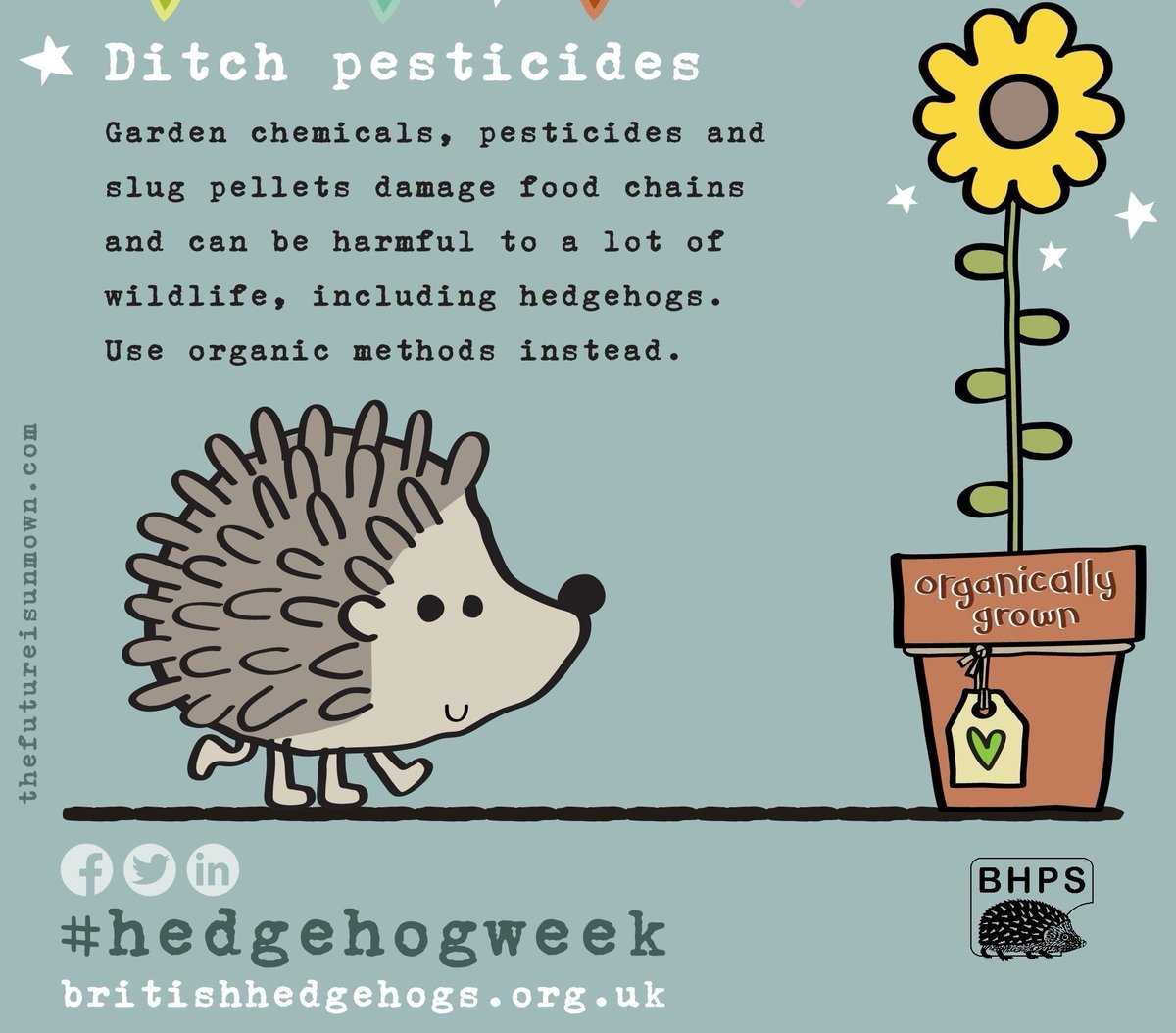 Going organic in the garden is a fantastic way to give hedgehog the edge! 🌼🦔🪲
Ditch the pesticides &amp; poisons to make gardens welcoming for #hedgehogs all year long, with wild edges &amp; patches of long grass! 

#ShareToMakeAware during #HedgehogWeek

💚 by The Future is Unmown