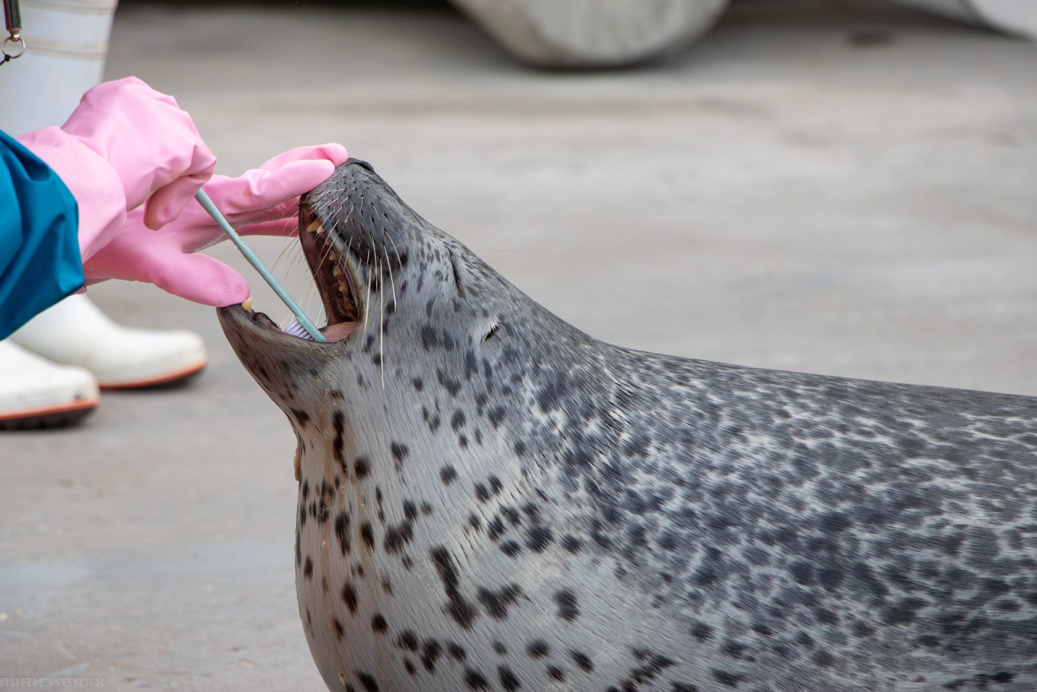 アザラシ博士 ワモンアザラシのアラレちゃん♡ 潜水清掃を警戒しています
