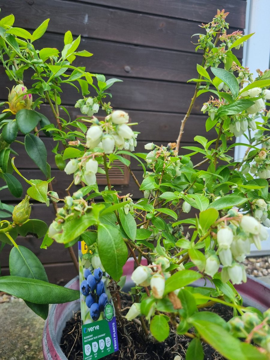 A visit to B&amp;Q for garden stuff, go slow traffic on a motorway, waited in a very busy McDs for a cheeky burger and a trip to the tip - bank holiday weekend bingo complete!