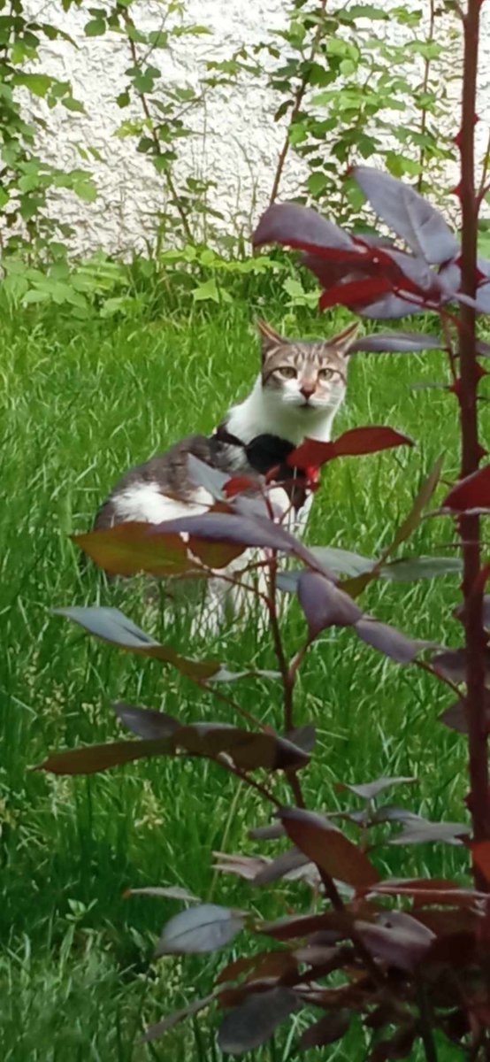 My ❤️🤩😍 

#Alekhine