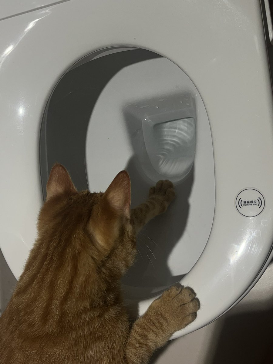 猪扒包 tweet media