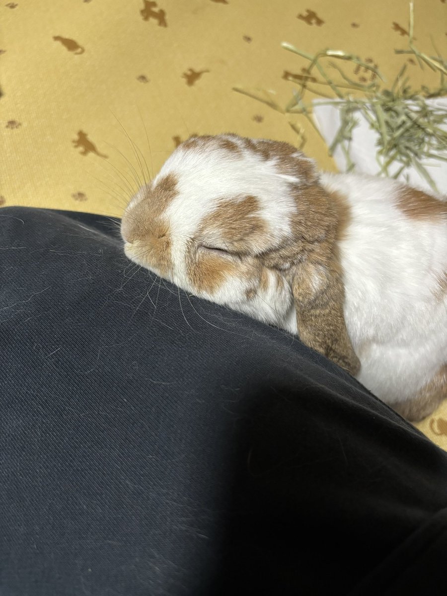 今日もぴったんこまーちゃん🐰