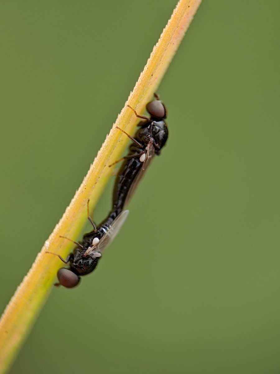 Sai__pixels's tweet photo. Two tiny flies in perfect harmony, mirroring each other on a delicate blade — nature’s symmetry in motion

#MacroPhotography #NatureLovers #InsectWorld #FlyLife #SymmetryInNature #CloseUpMagic #WildlifePerfection #MicroWorld #BugsOfInstagram #NaturalWonder https://t.co/3MfkiVWJSw