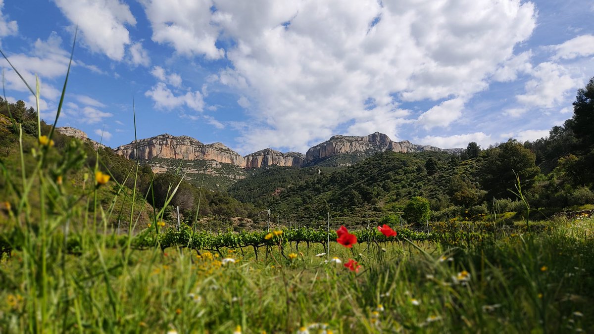 Còdol Educació tweet media