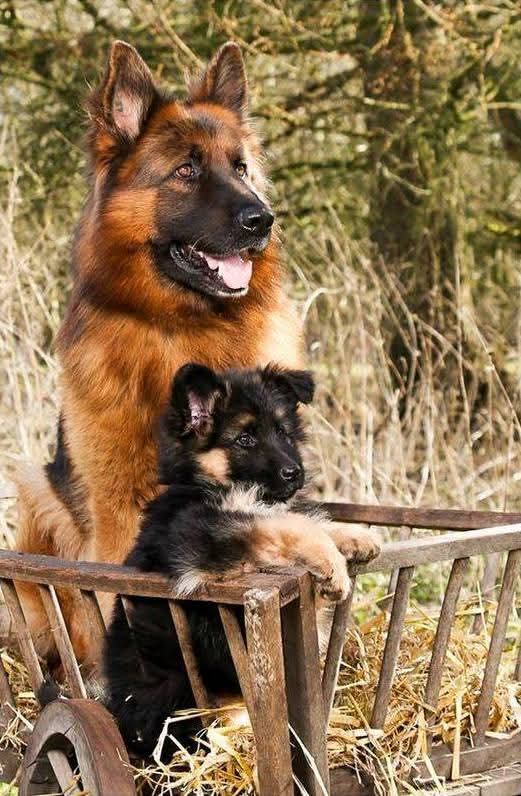 Doggo Info Tweets tweet media