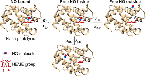 bhkenlo's tweet photo. Dissecting NO Association and Dissociation Dynamics of Myoglobin, Hemoglobin, and Heme-Model Compounds | Inorganic Chemistry https://t.co/i5piyY0JfX Coletta, Ascenzi, and co-workers @InorgChem #iron #NO #heme #myoglobin #hemoglobin #ferrous #nitrosylation https://t.co/DFDx1dO5sF