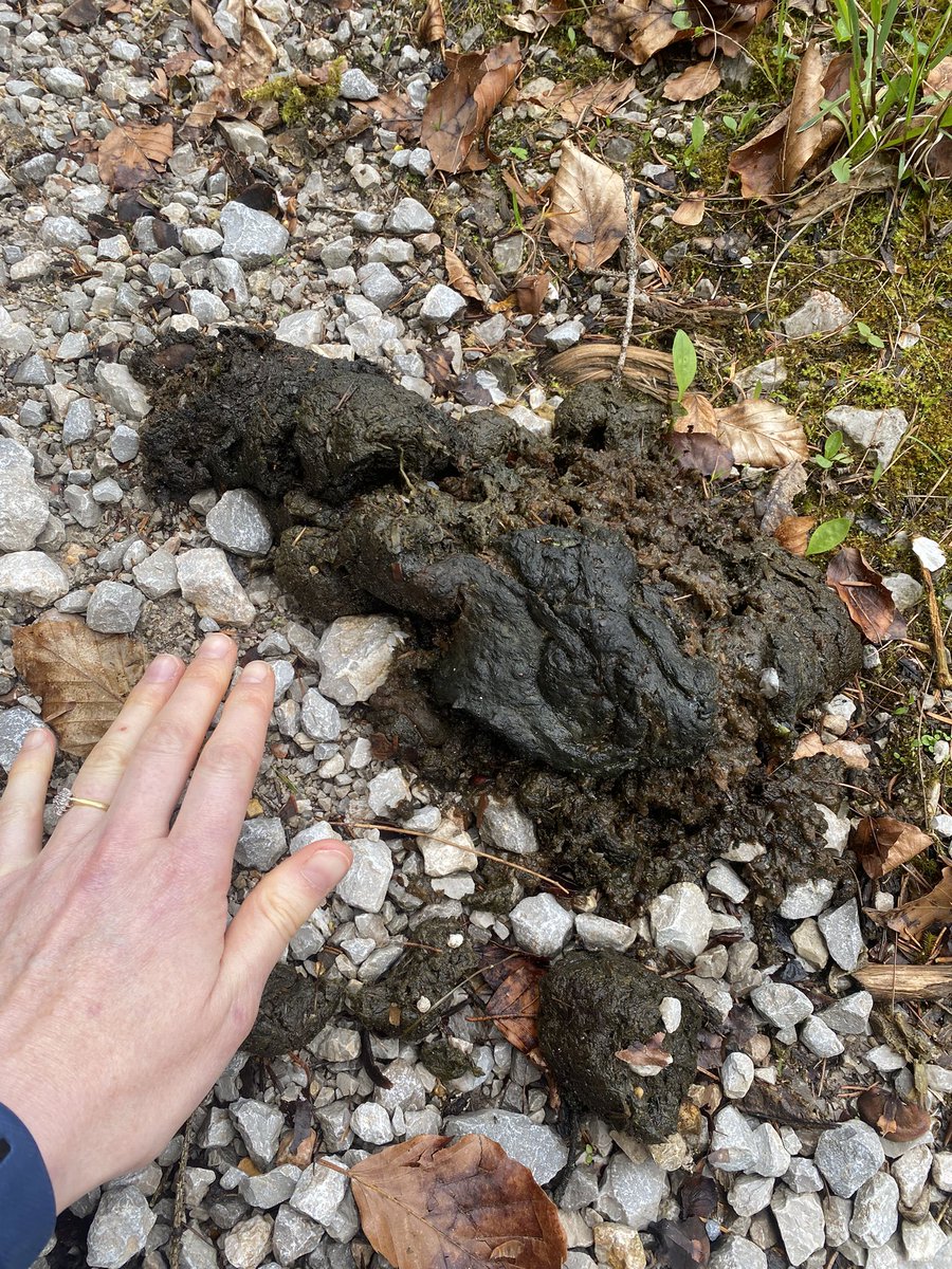 Is this brown bear scat? I think it is, but would appreciate peer review by the Twittersphere
(It was “moist fresh” but I couldn’t detect any warmth when I hovered my hand an inch over it…)