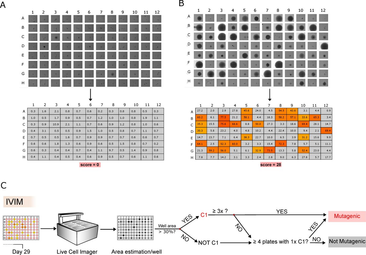 Online now: Meta-Analysis and Optimization of the In Vitro Immortalization Assay for Safety Assessment of Retroviral Vectors in #GeneTherapy: liebertpub.com/doi/10.1089/hu…