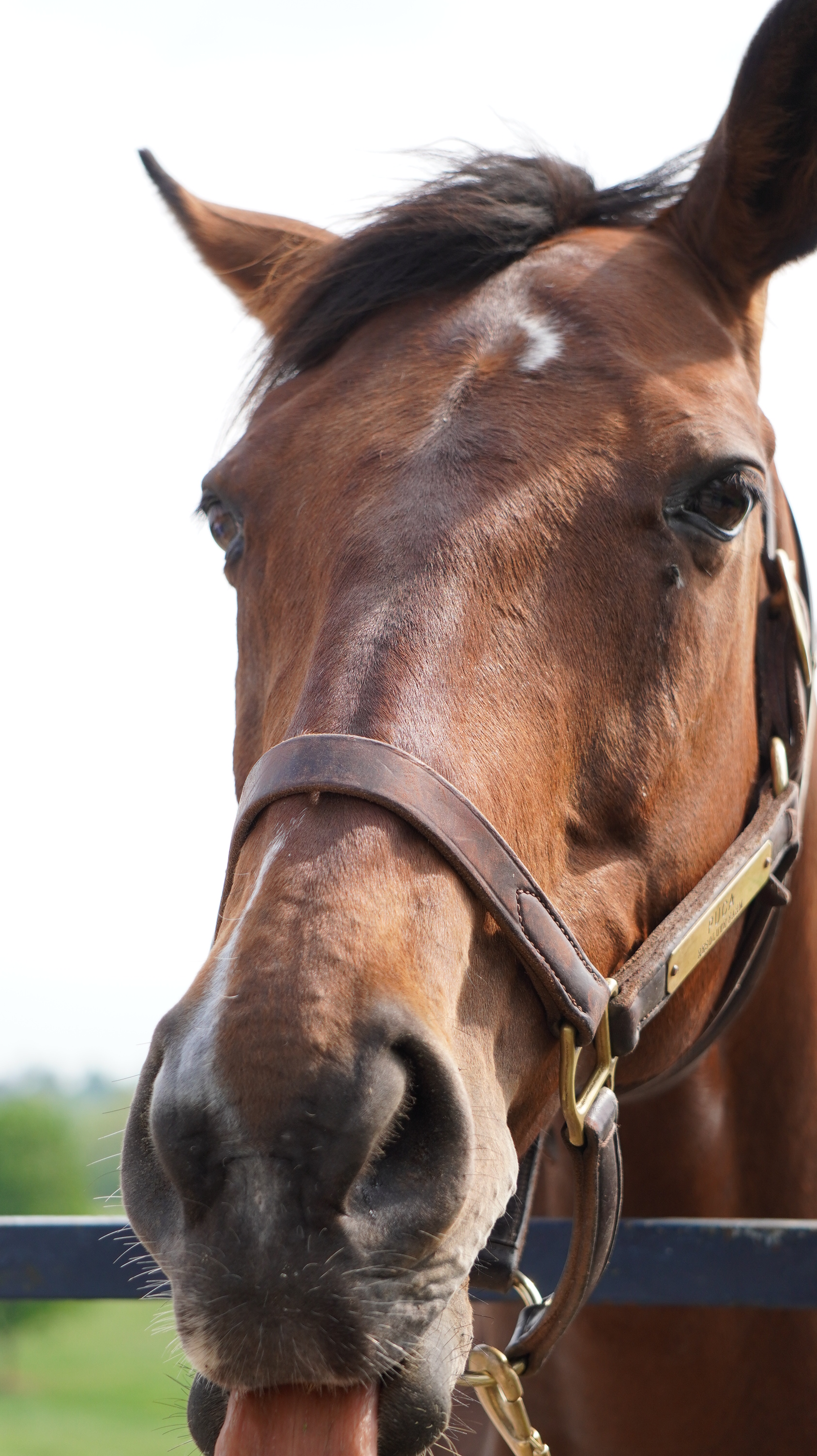 く*ろ様 競走馬　スペシャルウィーク　無口 く*ろ様 競走馬 スペシャルウィーク 無口 スペシャルウィーク