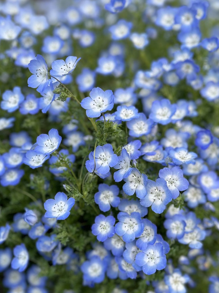 Tantan8325's tweet image. "Beneath the endless baby blue, my soul unravels in soft serenity.
Light, like a whispered tide, erases the dark, lifting sorrow skyward, where it vanishes.
In this tender, boundless embrace,
my heart floats free—weightless, loved. "
- Tantan
〜 Forgiveness 〜
Baby blue eyes