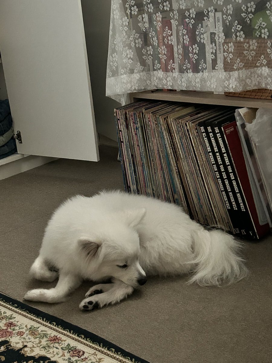 우리갱얼쥐 잘때 너무 예뿌게 잠