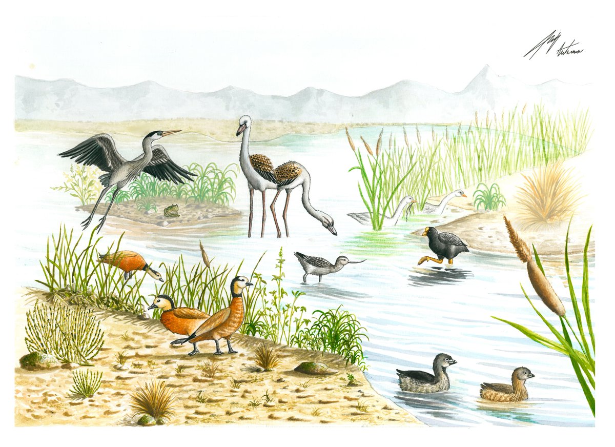 Descubren en San Juan tres nuevas especies de aves prehistóricas 🔍🦴🪶🔙

El hallazgo, realizado por un grupo de paleontología argentino, reveló una comunidad de aves acuáticas que vivió hace siete millones de años: acortar.link/2fxrTH

Sale #HiloCientifico 🧵