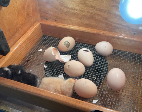 Hatching day!