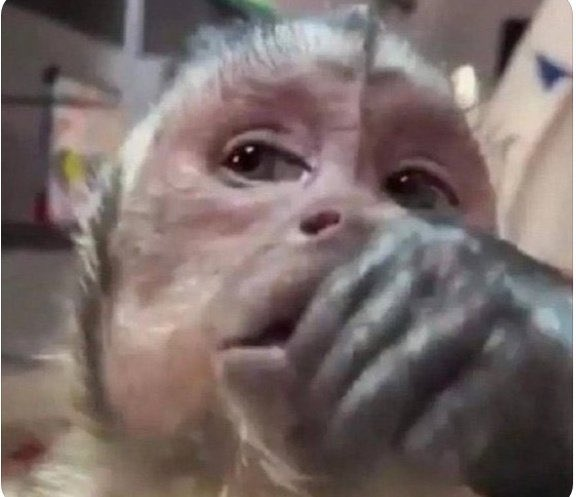 What happens if they take the Katikiro in the basement to also learn Runyankole?