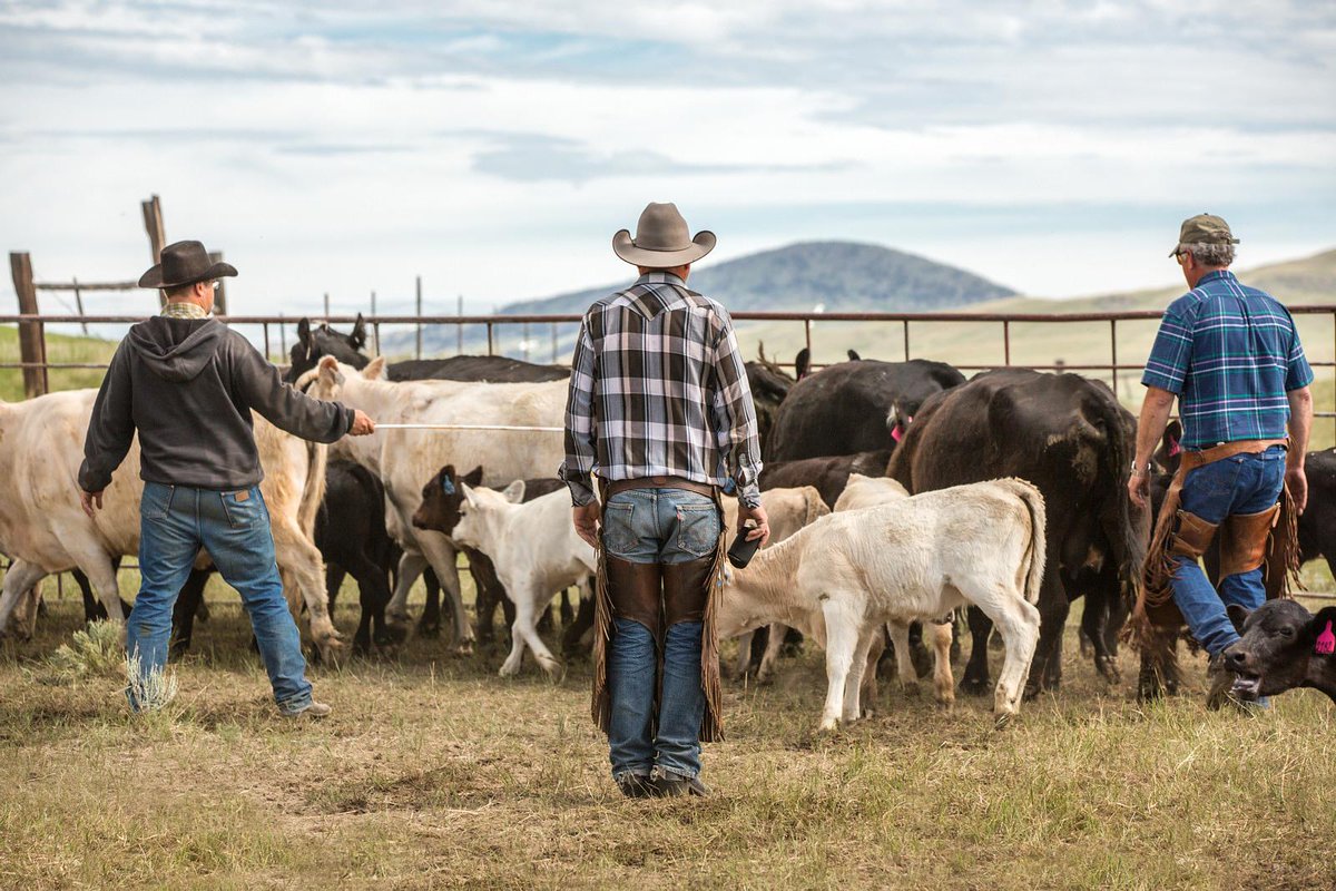 Our type of Monday morning blues.

#MTAg #MontanaAg #MTAgriculture