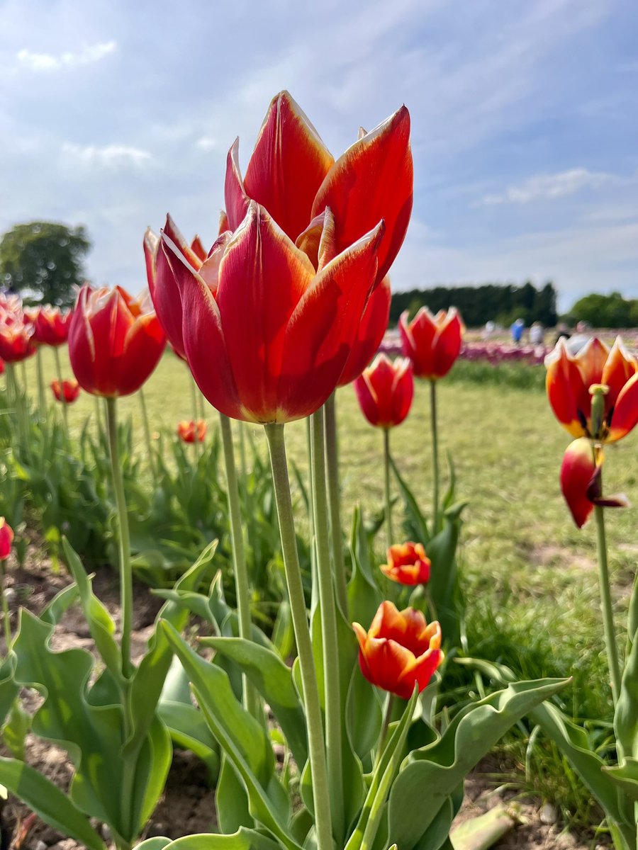 A taste of Holland  <a href="/Tulleys_Farm/">Tulleys Farm</a> 🌷