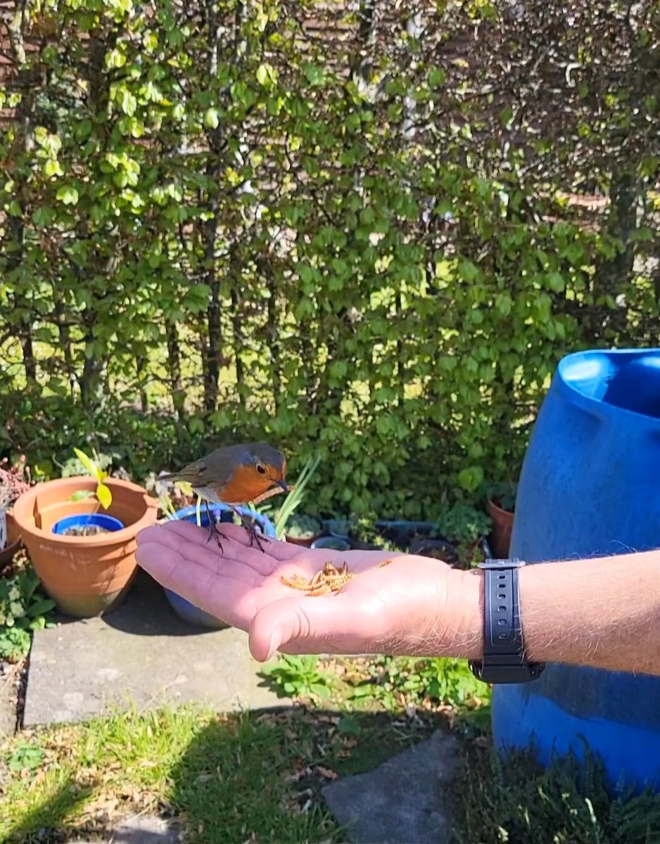 <a href="/Mart_the_Gooner/">Mart_the_Gooner</a> <a href="/Natures_Voice/">RSPB</a> <a href="/wiggled/">Heather Gorringe</a>