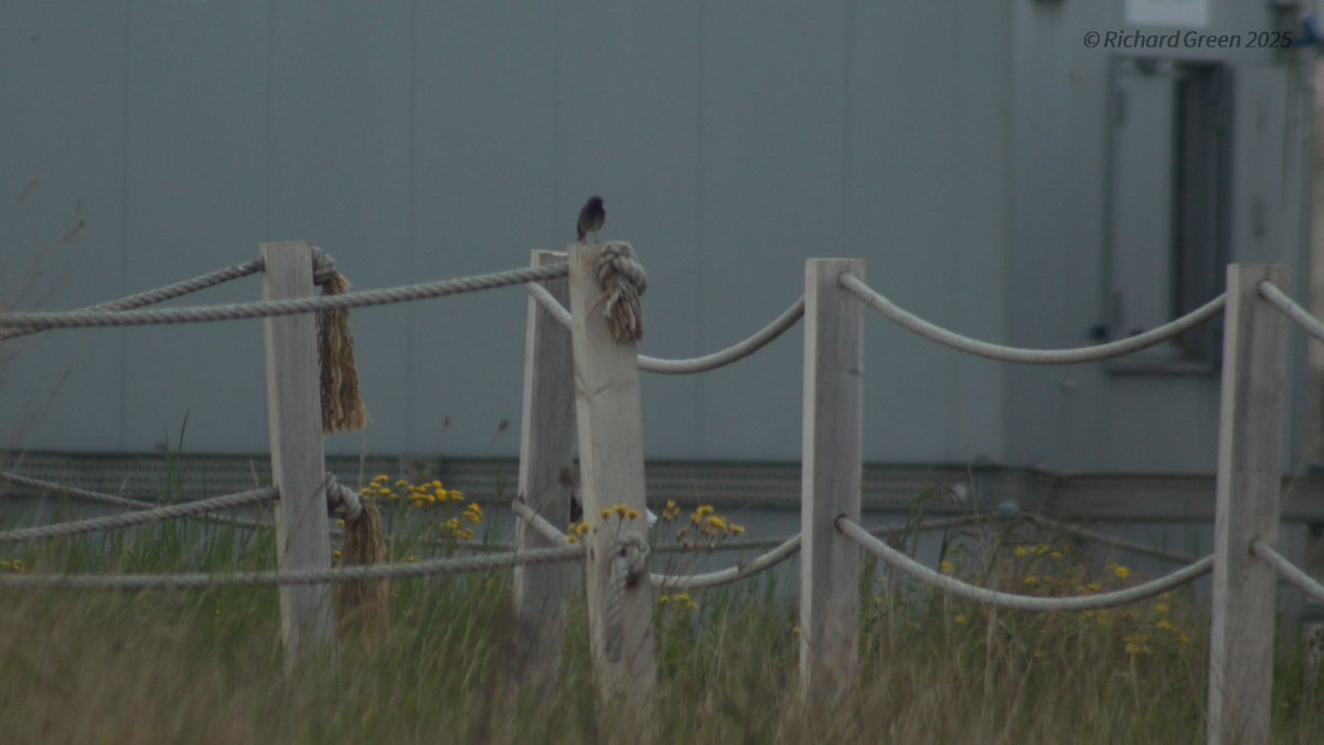 Green by Name (@greenbyname1) on Twitter photo Male Black Redstart on the Greenwich Peninsula, around the Thames craft dry docks and <a href="/hd_materialsUK/">Heidelberg Materials UK</a> yards. <a href="/LondonBirdClub/">London Bird Club</a> #londonbirds <a href="/WildGreenwich/">Greenwich Wildlife</a> <a href="/birdbrainuk/">David DarrellLambert</a> <a href="/joe_beale/">Joe Beale</a> <a href="/EastGCllrs/">East Greenwich Councillors</a> <a href="/Royal_Greenwich/">Royal Borough of Greenwich</a> <a href="/TimBall02367363/">Tim Ballard</a> <a href="/RockinBantam/">Rockin' Bantam (P)</a> <a href="/BELLEGREENWICH/">Karin Tearle</a> <a href="/stormcabbirds/">stormcabbirds</a> Male Black Redstart on the Greenwich Peninsula, around the Thames craft dry docks and <a href="/hd_materialsUK/">Heidelberg Materials UK</a> yards. <a href="/LondonBirdClub/">London Bird Club</a> #londonbirds <a href="/WildGreenwich/">Greenwich Wildlife</a> <a href="/birdbrainuk/">David DarrellLambert</a> <a href="/joe_beale/">Joe Beale</a> <a href="/EastGCllrs/">East Greenwich Councillors</a> <a href="/Royal_Greenwich/">Royal Borough of Greenwich</a> <a href="/TimBall02367363/">Tim Ballard</a> <a href="/RockinBantam/">Rockin' Bantam (P)</a> <a href="/BELLEGREENWICH/">Karin Tearle</a> <a href="/stormcabbirds/">stormcabbirds</a>