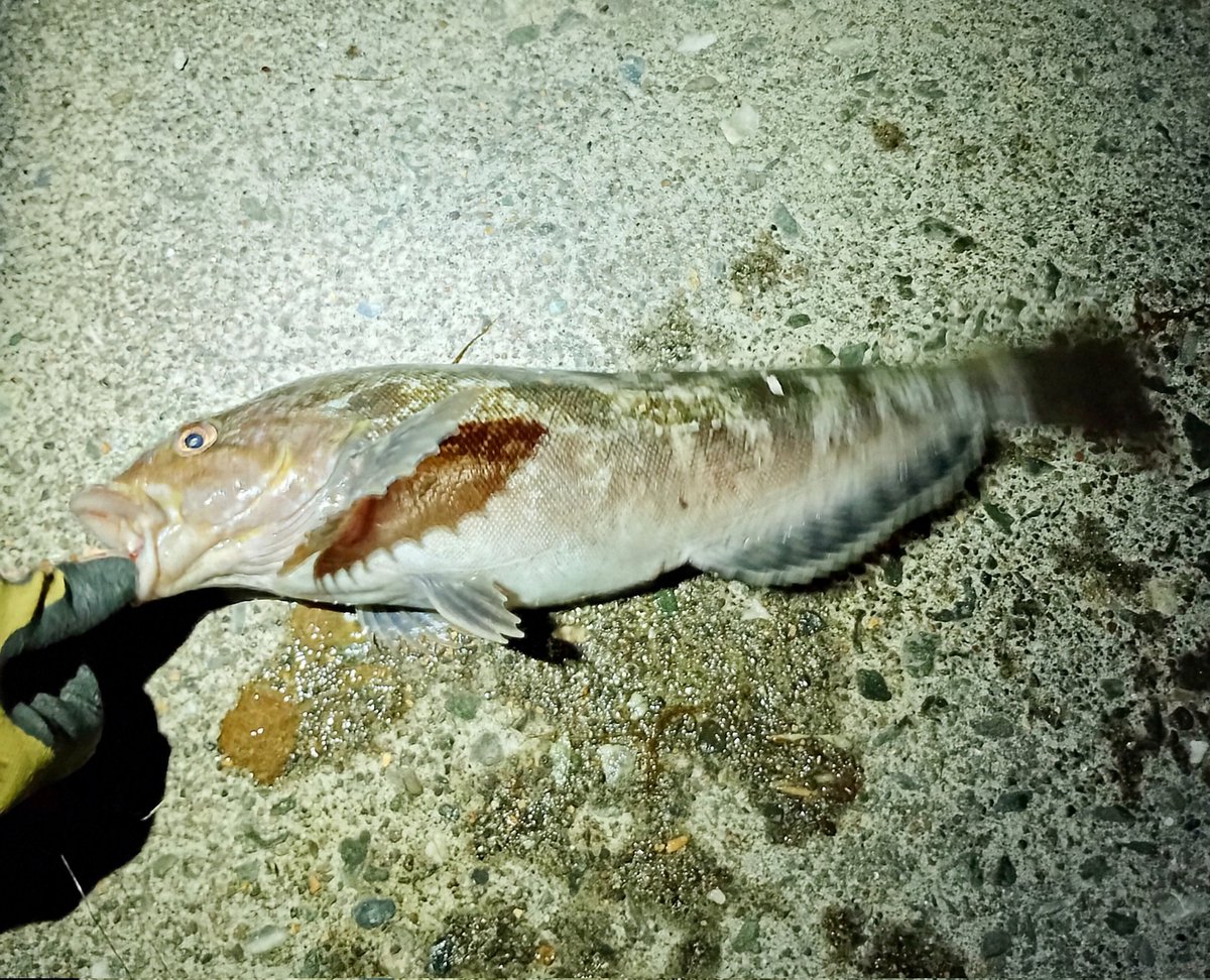 ｱｲﾅﾒさん41cmｷﾀｧ( Ꙩꙻ₀Ꙩꙻ )!!