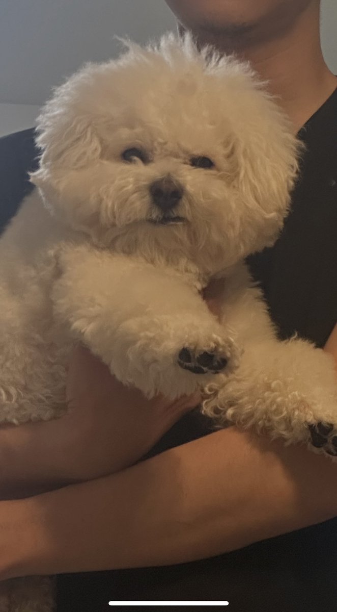 悪人顔すぎる😂

#ビションフリーゼ