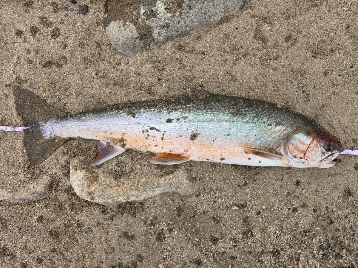 Adam Plotkin (@adamplotkin) on Twitter photo Caught this beauty yesterday. 20 inch #ArcticChar! #fish #Colorado Thank you <a href="/COParksWildlife/">Colorado Parks and Wildlife</a> for bringing these magnificent fish to our state! Caught this beauty yesterday. 20 inch #ArcticChar! #fish #Colorado Thank you <a href="/COParksWildlife/">Colorado Parks and Wildlife</a> for bringing these magnificent fish to our state!