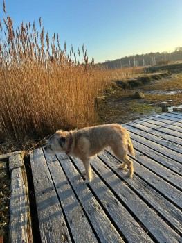 millypod1 tweet picture