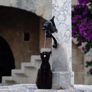 Punch Cat (@punchingcat) on Twitter photo 