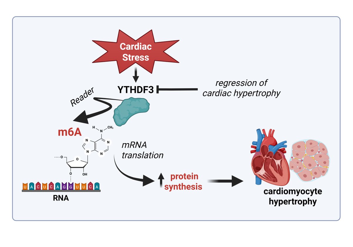 Francesco Paneni (@francescopaneni) on Twitter photo Delighted to share our accompanying editorial on the recent work by <a href="/AccorneroLab/">Accornero Lab</a> showing a critical role of the RNA reader YTHDF3 in the regulation of cardiac hypertrophy rnajournal.cshlp.org/content/early/… <a href="/CTECresearch/">CTEC - Zurich University Heart Center</a> #SarahCostantino Delighted to share our accompanying editorial on the recent work by <a href="/AccorneroLab/">Accornero Lab</a> showing a critical role of the RNA reader YTHDF3 in the regulation of cardiac hypertrophy rnajournal.cshlp.org/content/early/… <a href="/CTECresearch/">CTEC - Zurich University Heart Center</a> #SarahCostantino
