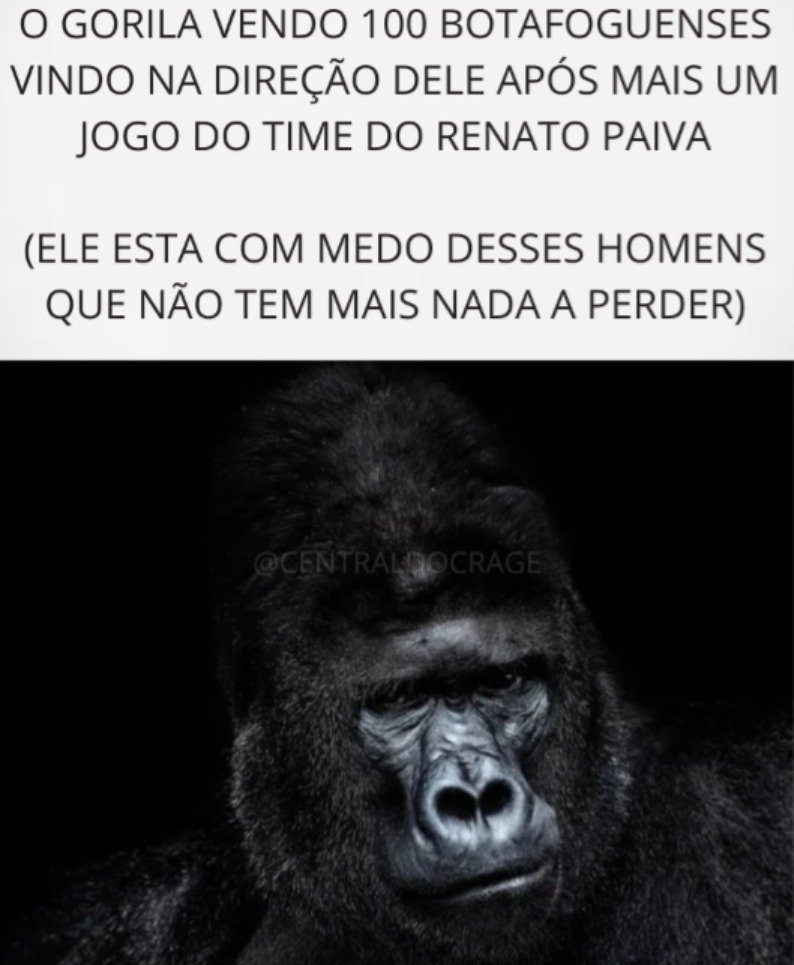 MrMusk5v's tweet photo. Então o Gorila tem adversários a altura... https://t.co/QOy4N0x9KP