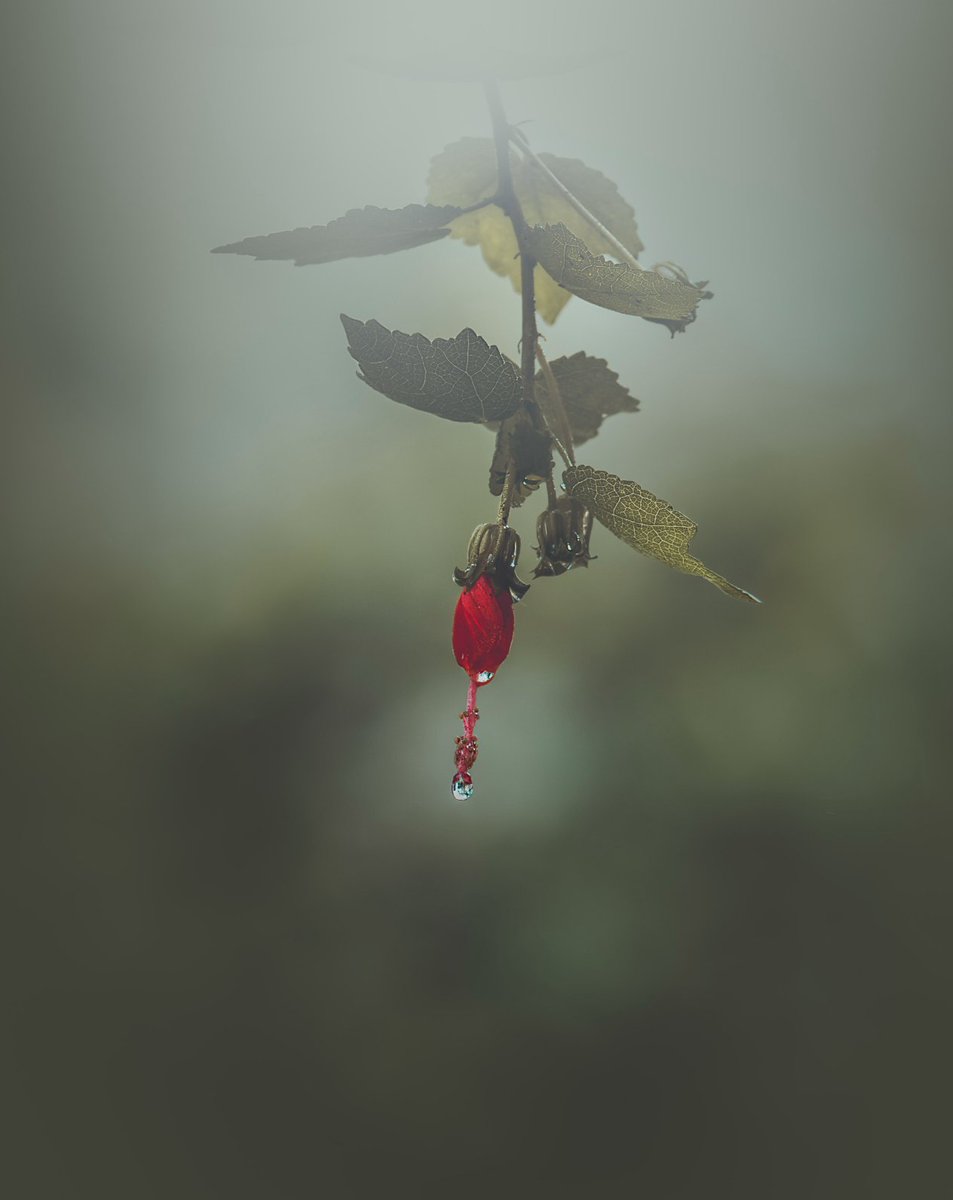 Everybody needs beauty as well as bread, places to play in and pray in, where Nature may heal and cheer and give strength to body and soul alike. ~John Muir

"Crimson Tear"
exchange.art/single/fmvxMQs…