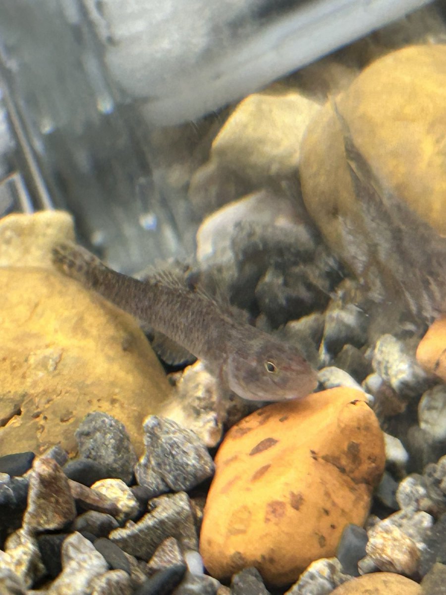 よしのぼり プロフ必読 様 Yahoo!オークション -「ヨシノボリ」(川魚) (魚類、水生生物)の