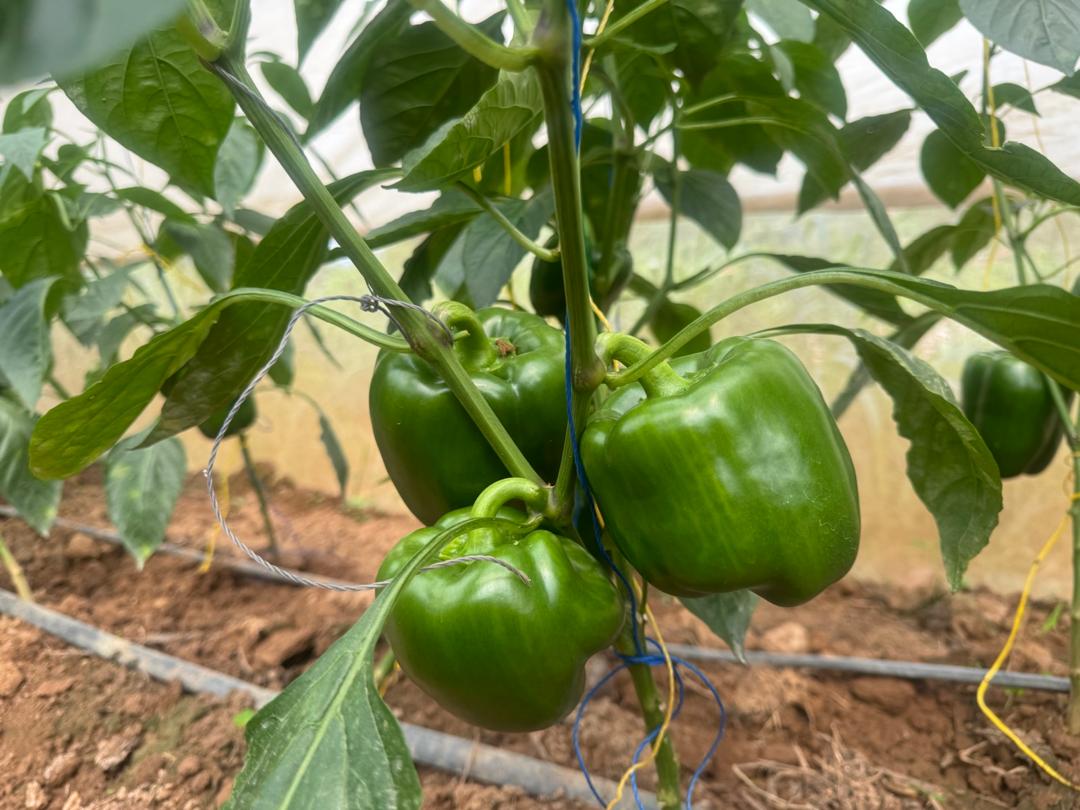 Meet Ildephonse: 

A Young Export Farmer Funding His Education Through Agriculture!
Hailing from Buyoga Sector in @RulindoDistrict,

 Ildephonse is a standout youth farmer benefiting from the #SAIP project.

With a 90% Matching Grant, he established two greenhouses where he
