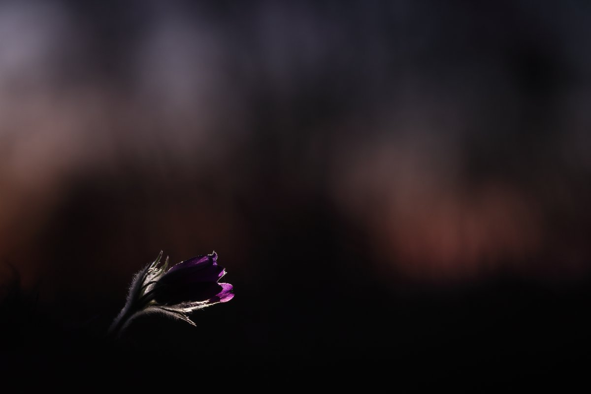 Pasque Flower at dawn