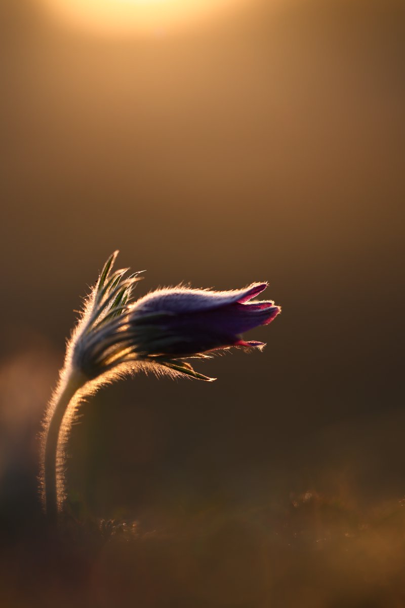 Pasque Flower