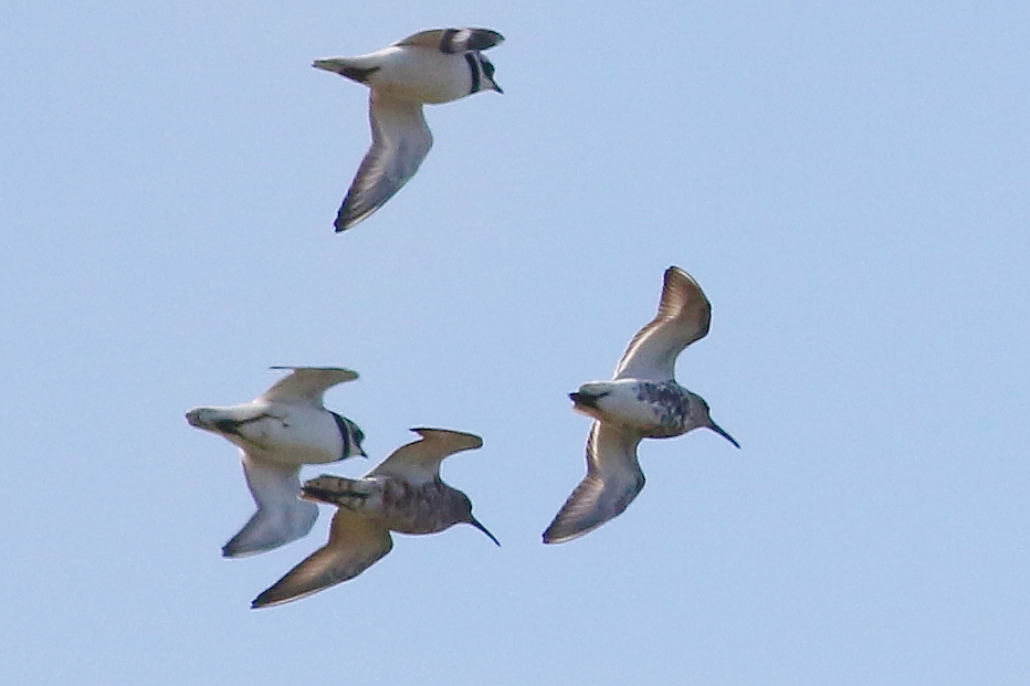 Peter Moore (@petermo03067857) on Twitter photo Curlew Sandpiper at Lytchett Fields this morning found by <a href="/ianballam/">ian ballam</a> was a long way out but showed best when the flock had a little fly around (lowest bird, with Dunlin and Ringed Plover) <a href="/harbourbirds/">Birds of Poole Harbour</a> <a href="/DorsetBirdClub/">Dorset Bird Club</a> Curlew Sandpiper at Lytchett Fields this morning found by <a href="/ianballam/">ian ballam</a> was a long way out but showed best when the flock had a little fly around (lowest bird, with Dunlin and Ringed Plover) <a href="/harbourbirds/">Birds of Poole Harbour</a> <a href="/DorsetBirdClub/">Dorset Bird Club</a>