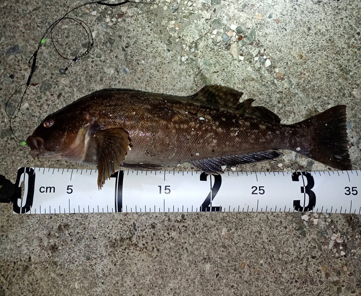 またまたｱｲﾅﾒさん
35.5cm、めっちゃ引いて手首痺れた笑