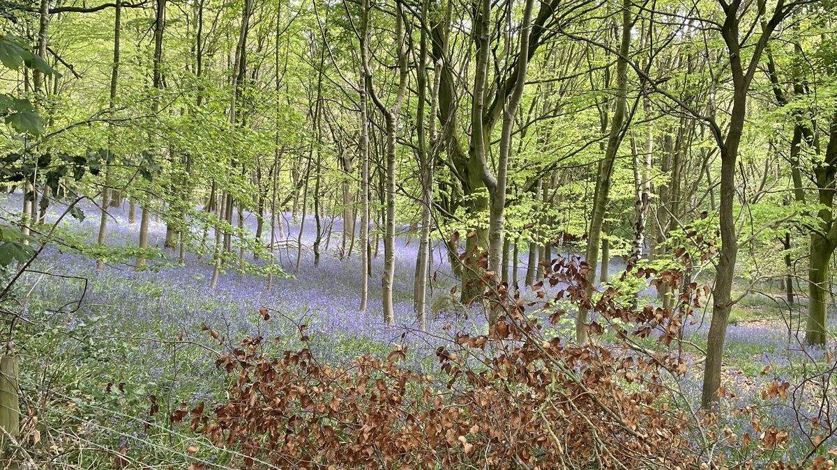 A carpet of Bluebells amidst the canopy of green on the #Ripley estate in beautiful #Nidderdale