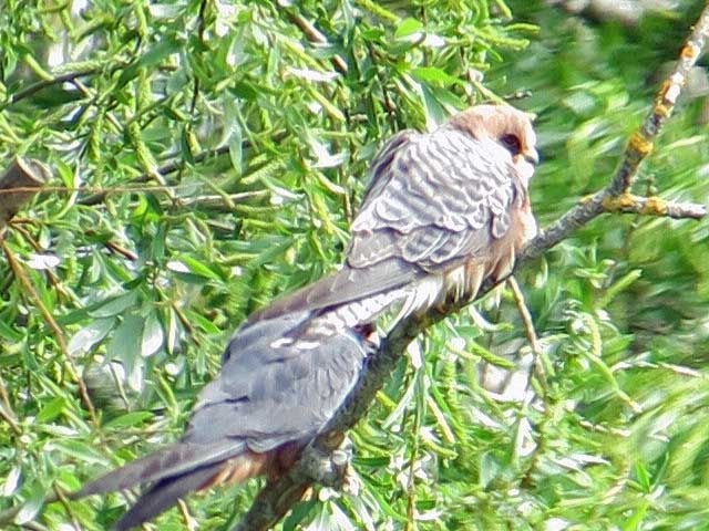 ChrisDipperBoyd's tweet photo. Sat #Minsmere area with @RICHIEGANNON Mon #Carlton 19 year ticks highlights yes the R-F Falcons x5, also RNPhal, Nightingalesx10 singing, little gull, wood sand, cuckoo. https://t.co/3wXO8C2nff