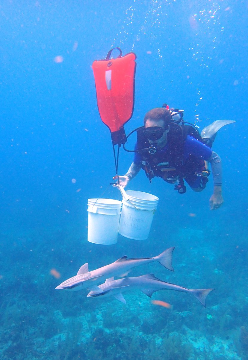 🐟Reminder! We are searching for a new Director of the Tennenbaum Marine Observatories Network and Marine Global Earth Observatory Program. 🌊

🗓️Application deadline is fast approaching: May 8, 2025

🧐Learn more here: shorturl.at/OVLCC 

📸Laurie Penland