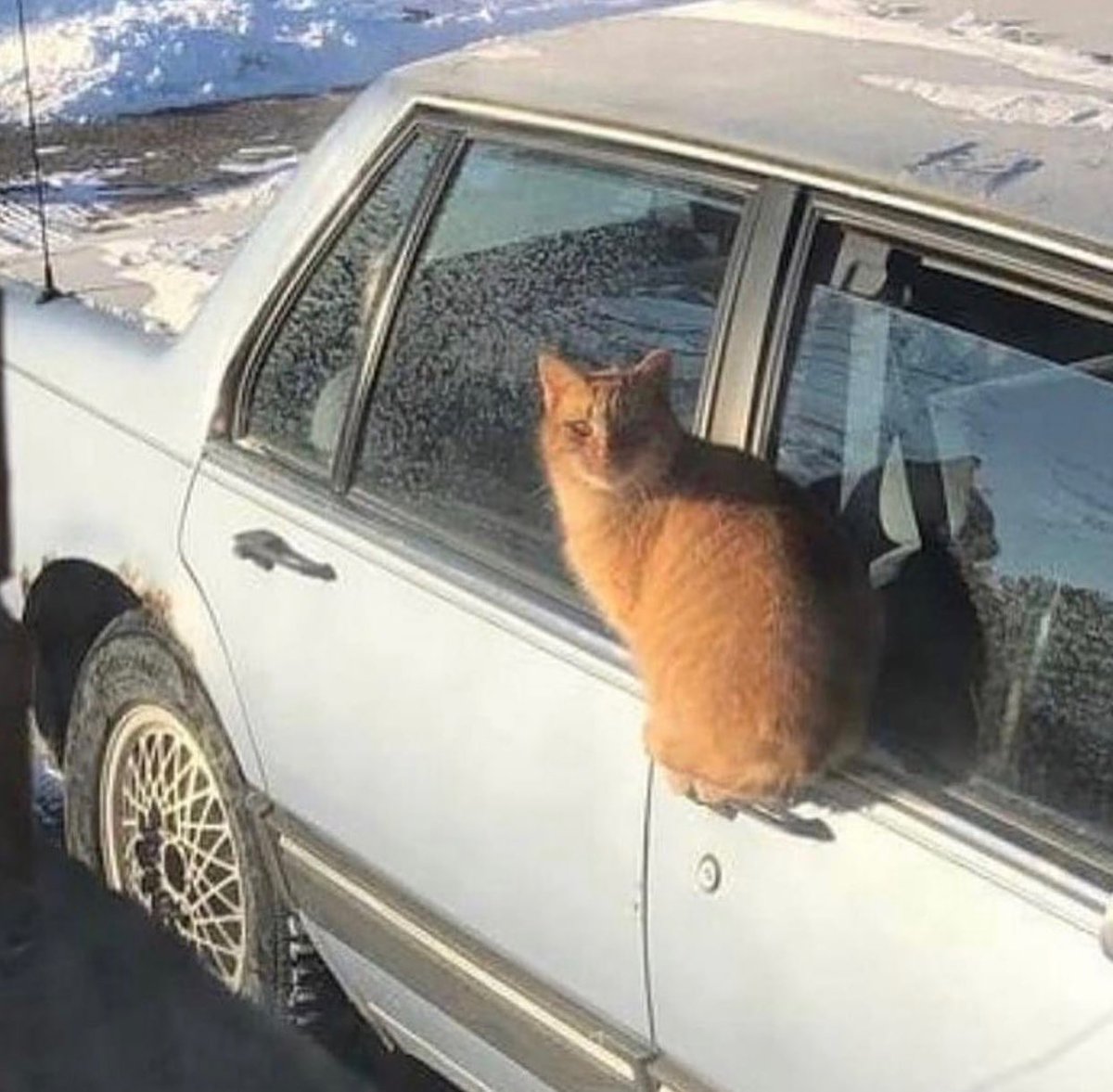 Punch Cat (@punchingcat) on Twitter photo 